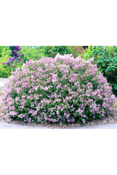 Бузок Меєра Палібін